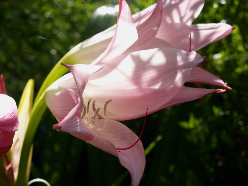 Pink crinum lily 