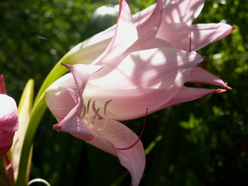 Pink crinum lily Pink crinum lily