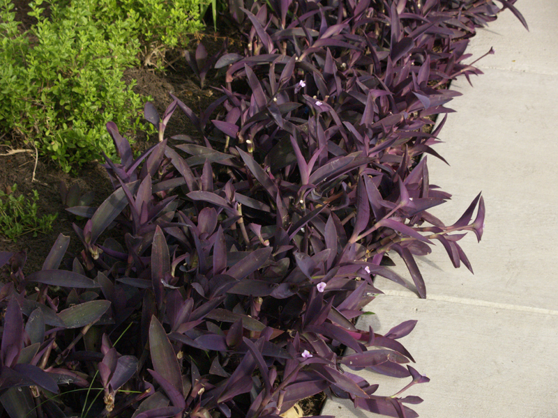 Purple heart (Tradescantia pallida)