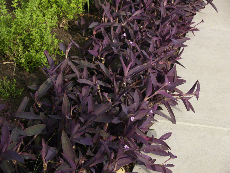 Purple heart (Tradescantia pallida) Purple heart (Tradescantia pallida)