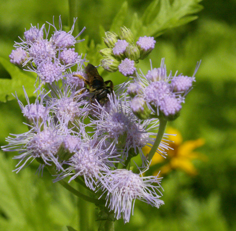 Gregg's mistflower (Conoclinium greggii)