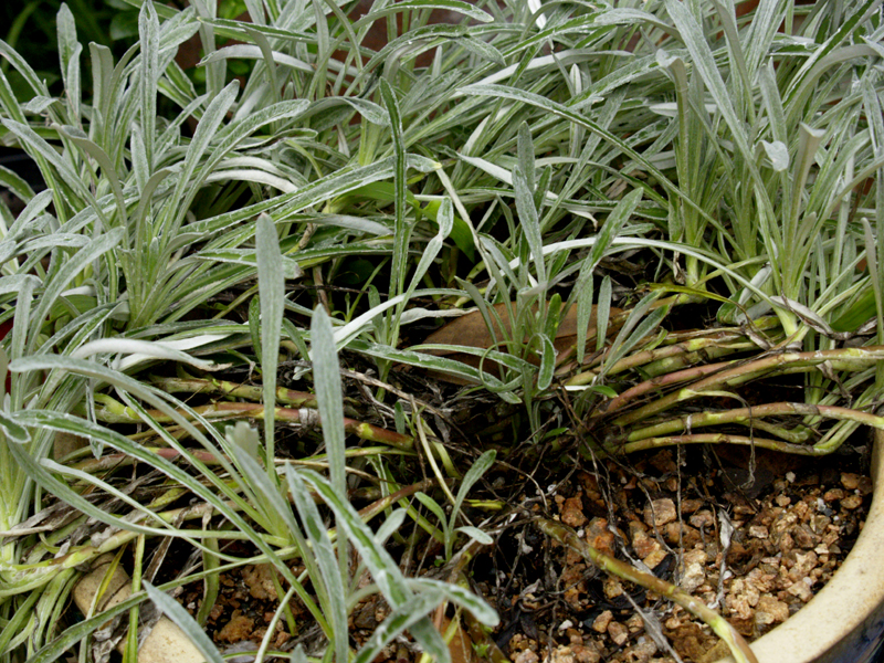 Gazania rot from too much water Gazania rot from too much water