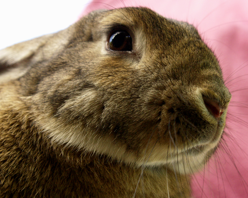 Harvey bunny disapproves of wicked plants