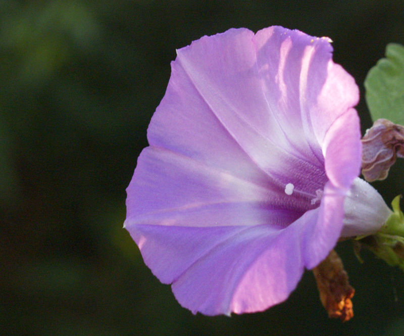 Morning glory Morning glory