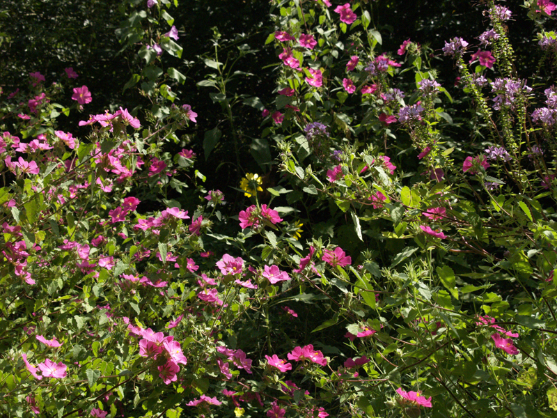 Rock rose gone crazy in Austin garden