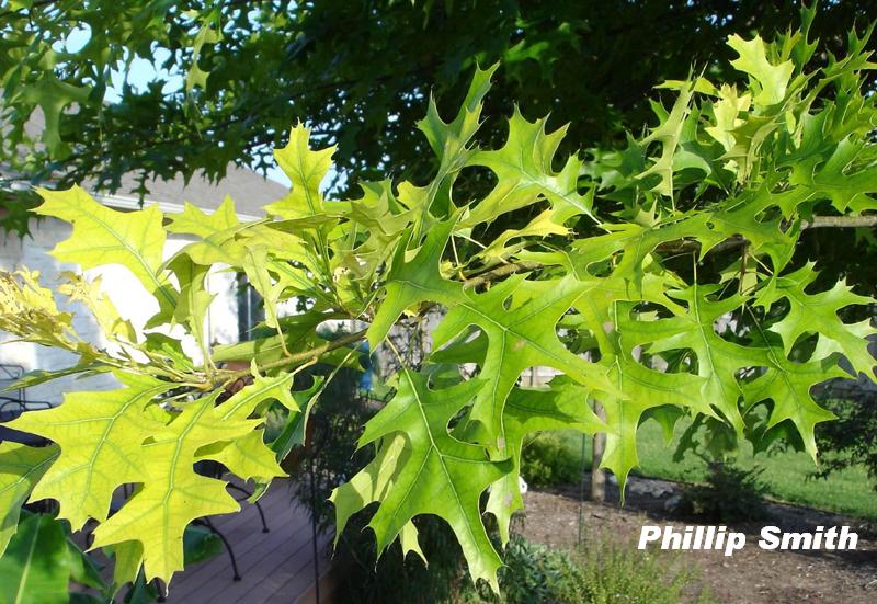 Iron chlorosis on red oak tree