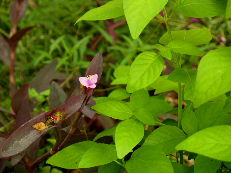 Purple heart with shrimp plant