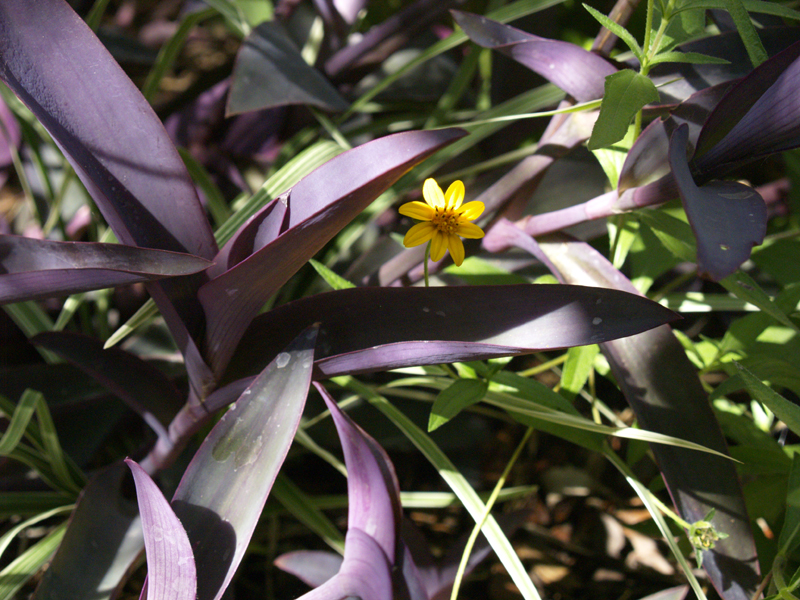 Purple heart (Tradescantia pallida) with zexmenia Purple heart (Tradescantia pallida) with zexmenia