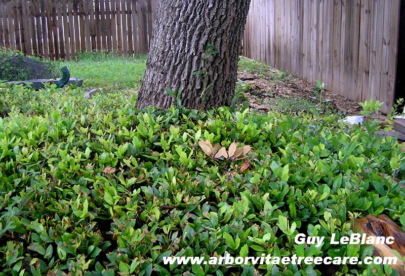 oak root sprouts Guy LeBlanc Arbor Vitae Tree Care