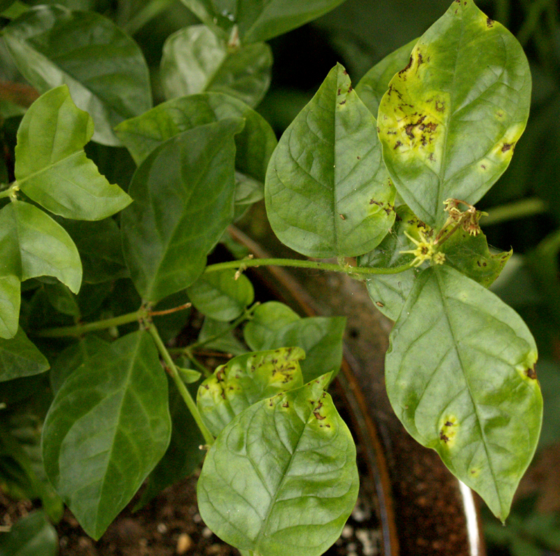 Leaf fungus on sambac jasmine