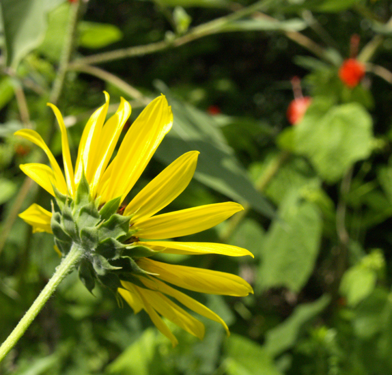 Sunflower looking over turks cap Austin Texas