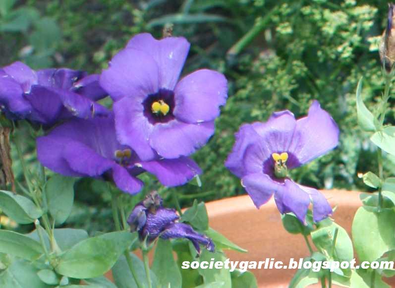 Lisianthus ‘Mariachi Blue’  