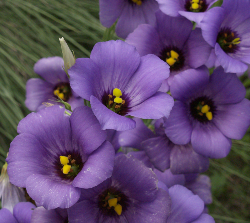 Bluebells Eustoma exaltum ssp. russellianum