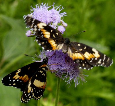 Bordered Patch butterflies on Gregg's mistflower