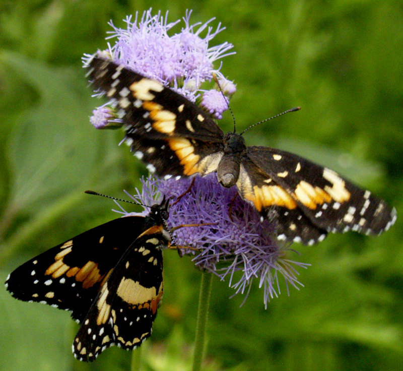 Bordered patch butterfly on Eupatorium greggii (Gregg's mistflower)