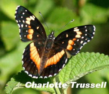 Bordered patch butterfly 