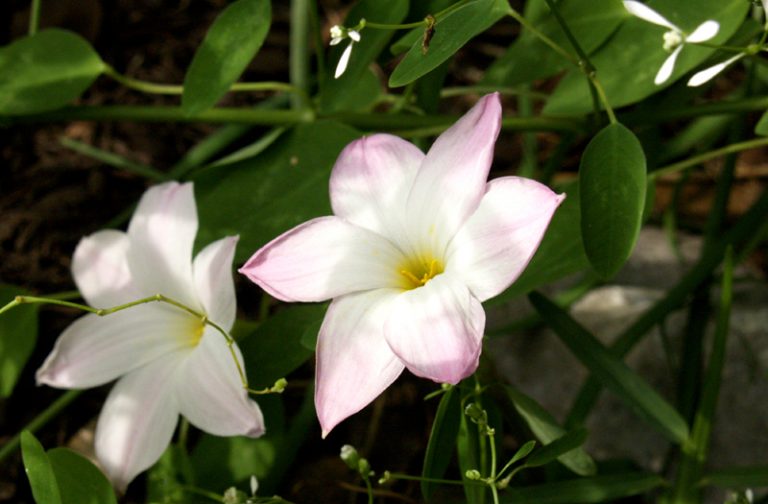 rain lily Central Texas Gardener