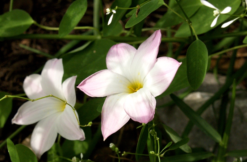 Rain lily Zephyranthes labuffarosa with Diamond Frost euphorbia