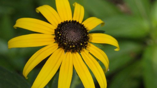 Rudbeckia