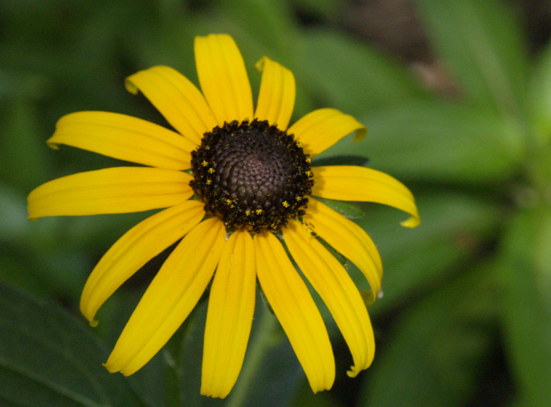 Rudbeckia 