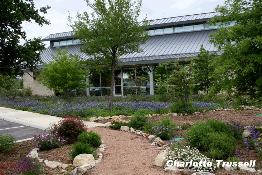 Bulverde/Spring Branch library butterfly garden