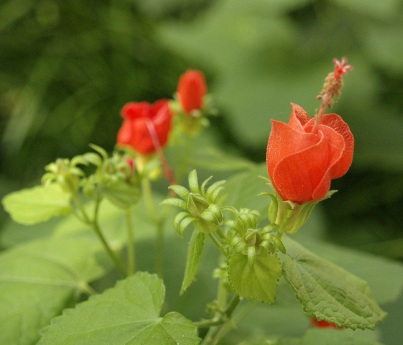 Turks cap 