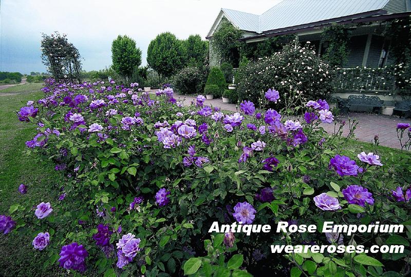 Old Blush, The Antique Rose Emporium 