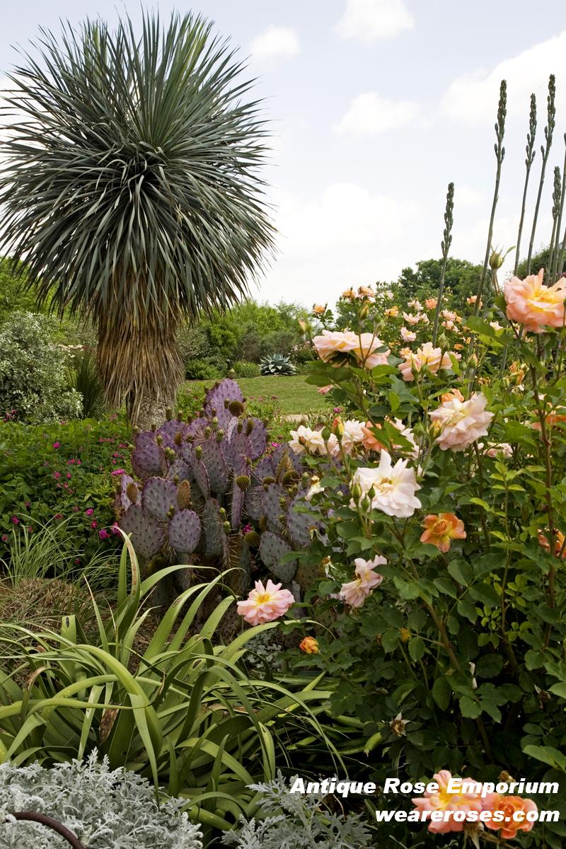 F.J. Lindheimer with yucca, The Antique Rose Emporium 