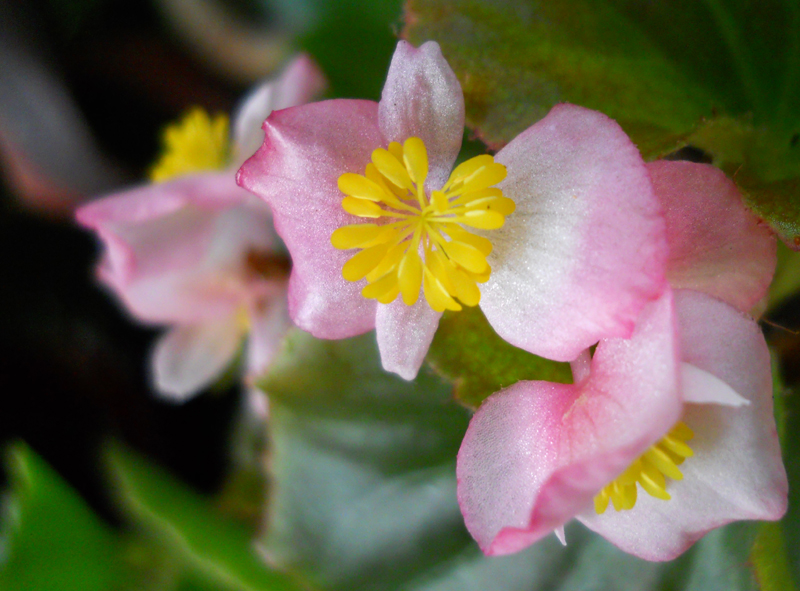 Begonia Greg Klinginsmith