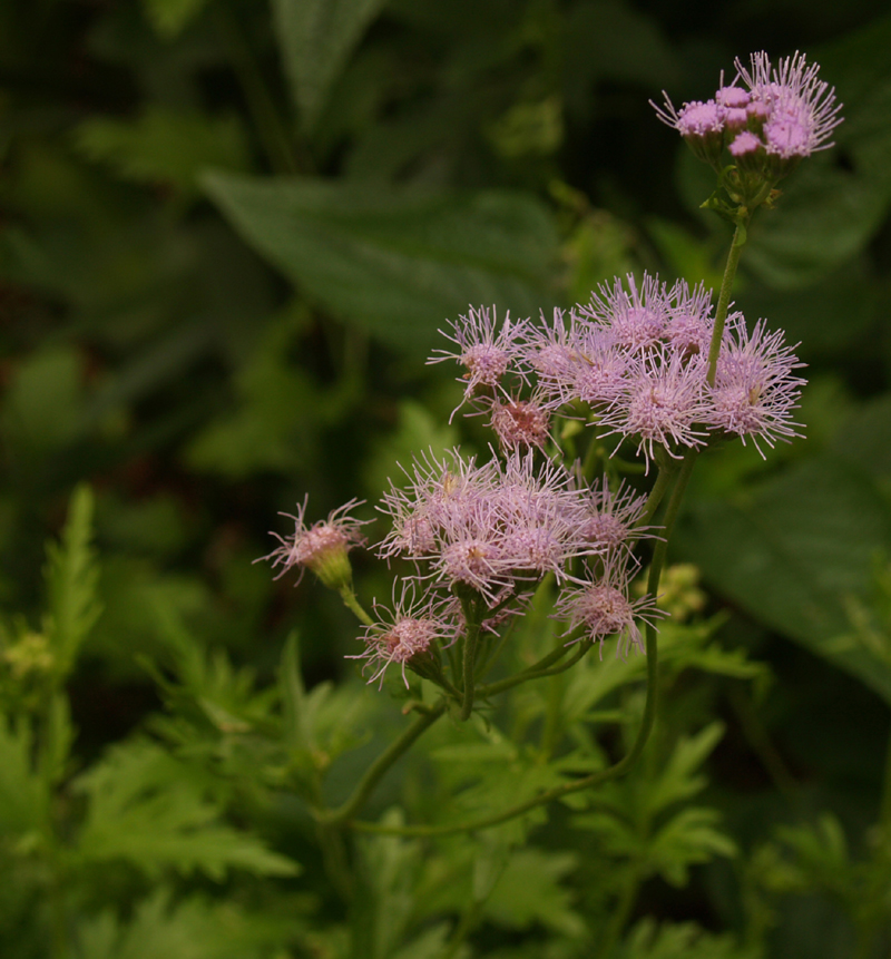 Eupatorium/Conoclinium greggii