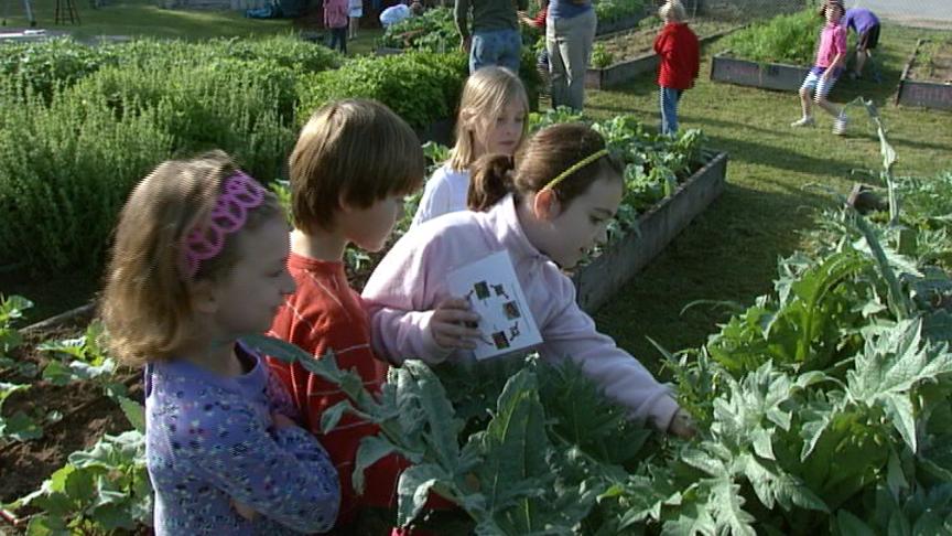 Casis Elementary school vegetable garden