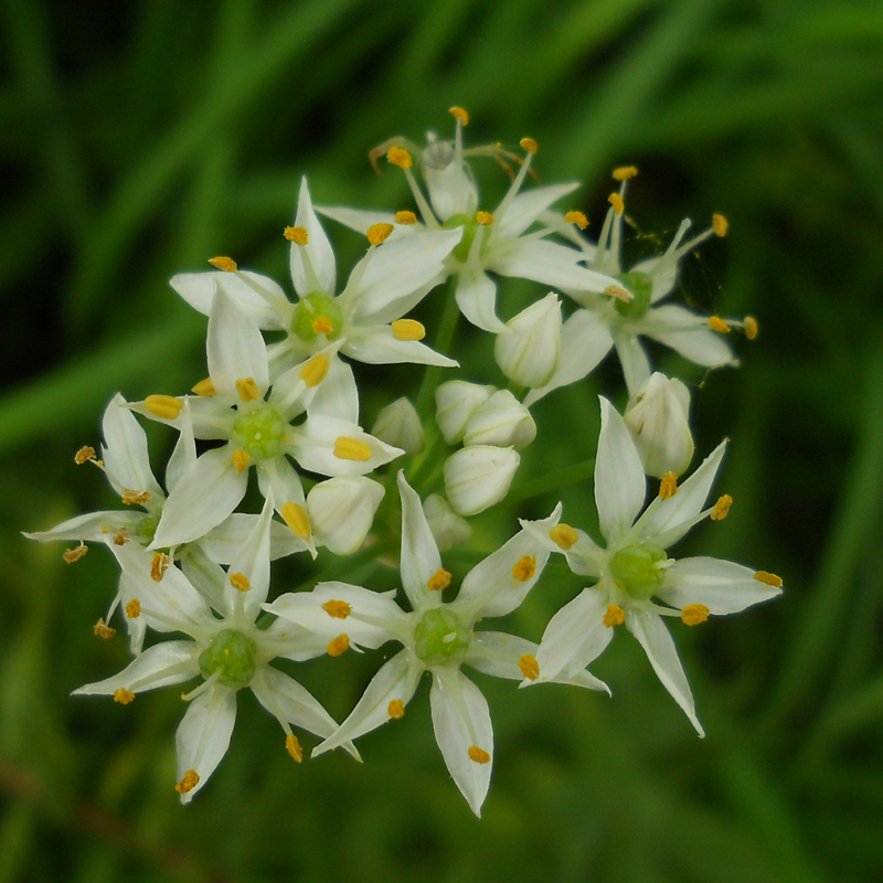 Garlic chives flowerhead