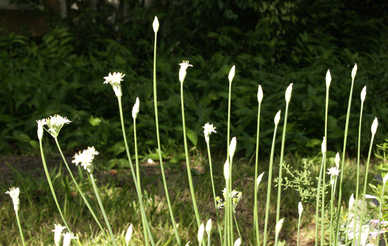 Garlic chives Garlic chives