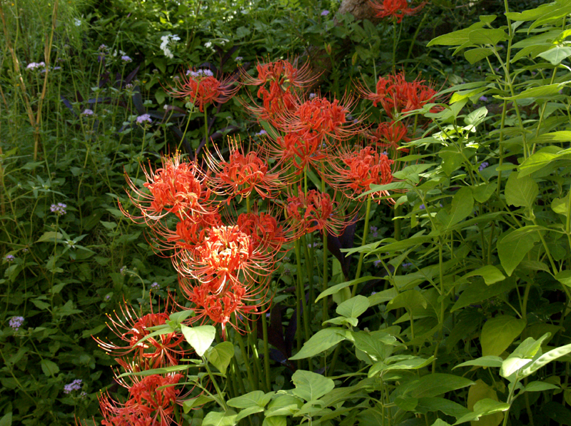 Lycoris radiata with shrimp plant