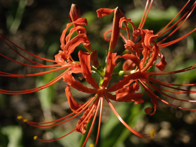Lycoris radiata (spider lily)