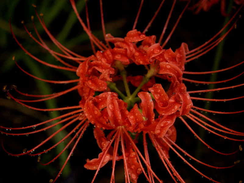 spider lily Lycoris radiata in rain 