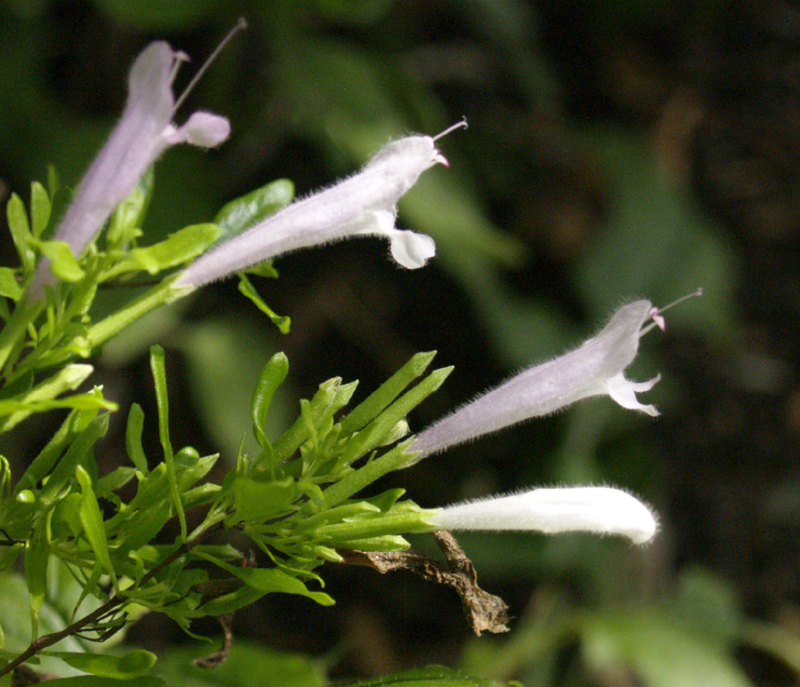 Mexican oregano (Poliomintha longiflora)