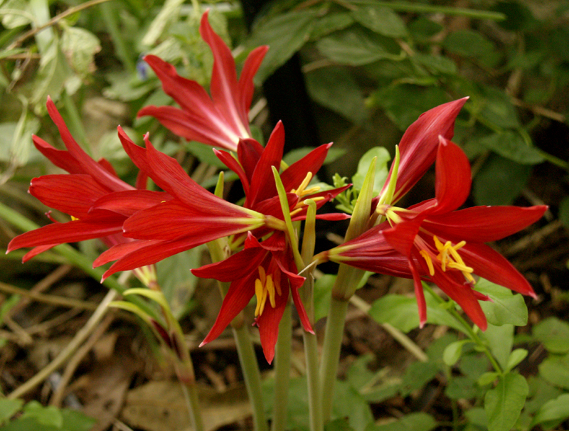 Oxblood lilies (Rhodophiala bifida)