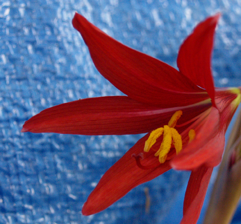 Oxblood lily Rhodophiala bifida against kiddie pool