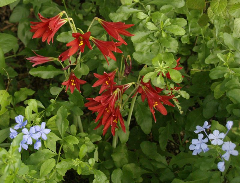 Oxblood lily with plumbago auriculata 