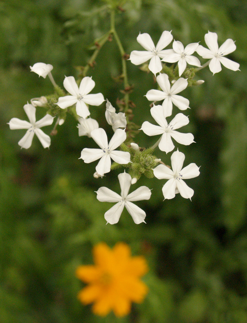 Plumbago scandens 