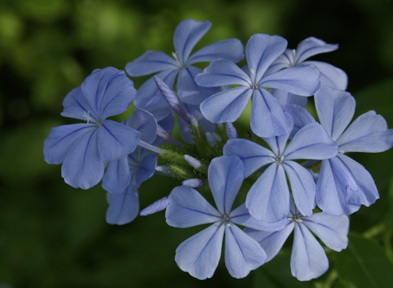 Blue plumbago auriculata