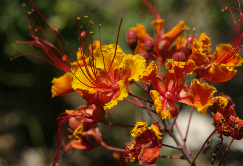 Pride of Barbados (Caesalpinia pulcherrima)