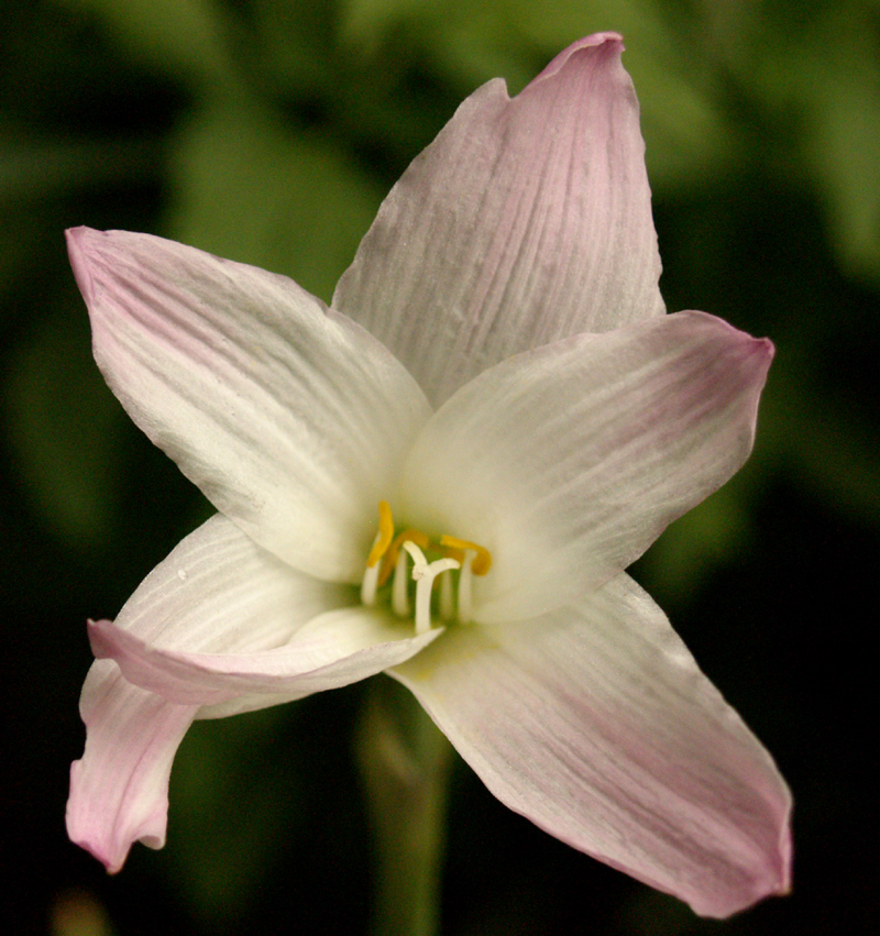 Rain lily Habranthus robustus 