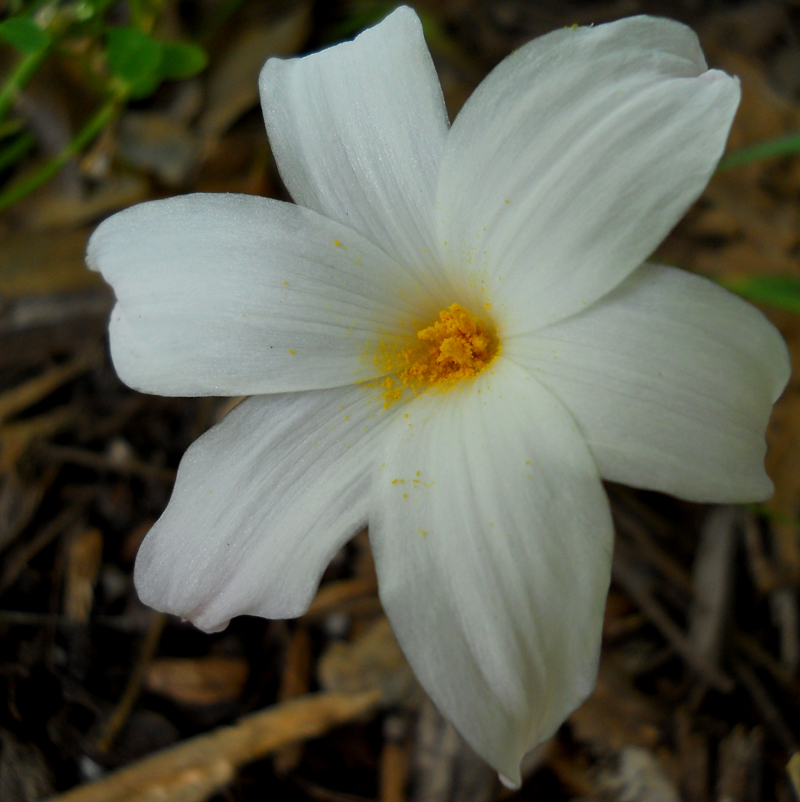 summer rain lily 