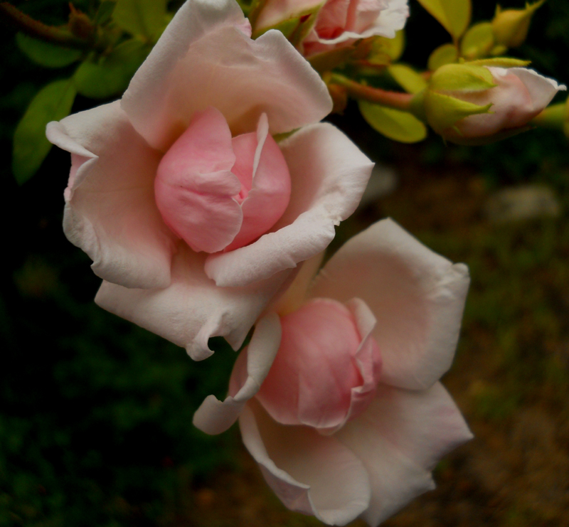 New Dawn rose in bud