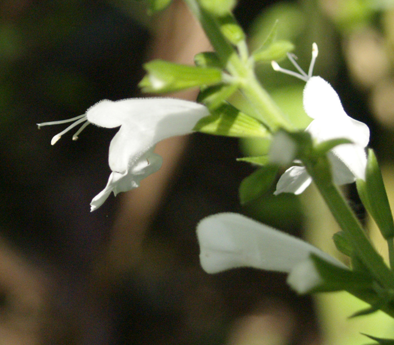 Salvia coccinea 'Nymph White' 
