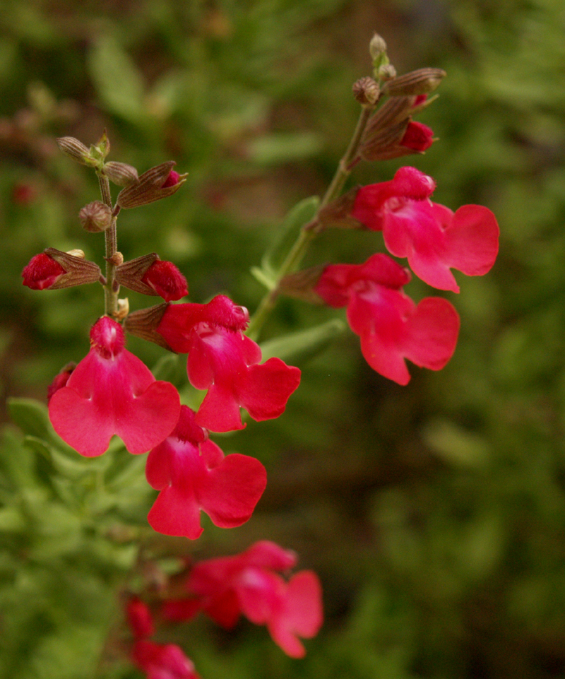 Salvia greggii