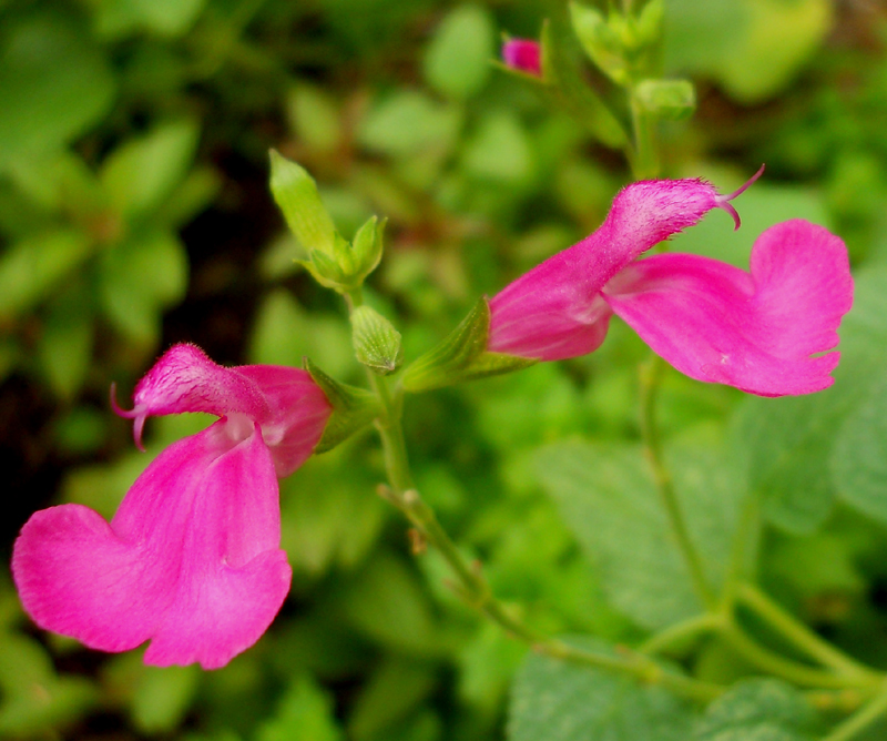 Salvia microphylla 'La Trinidad Pink'