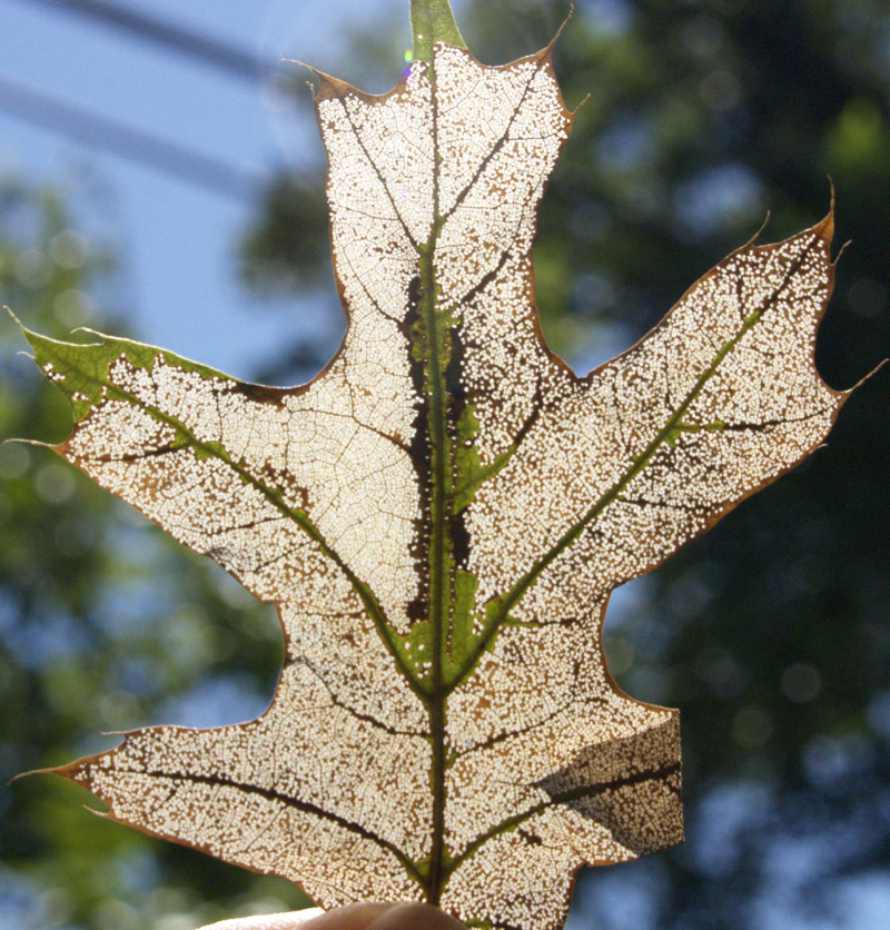 Skeletonized oak leaf 